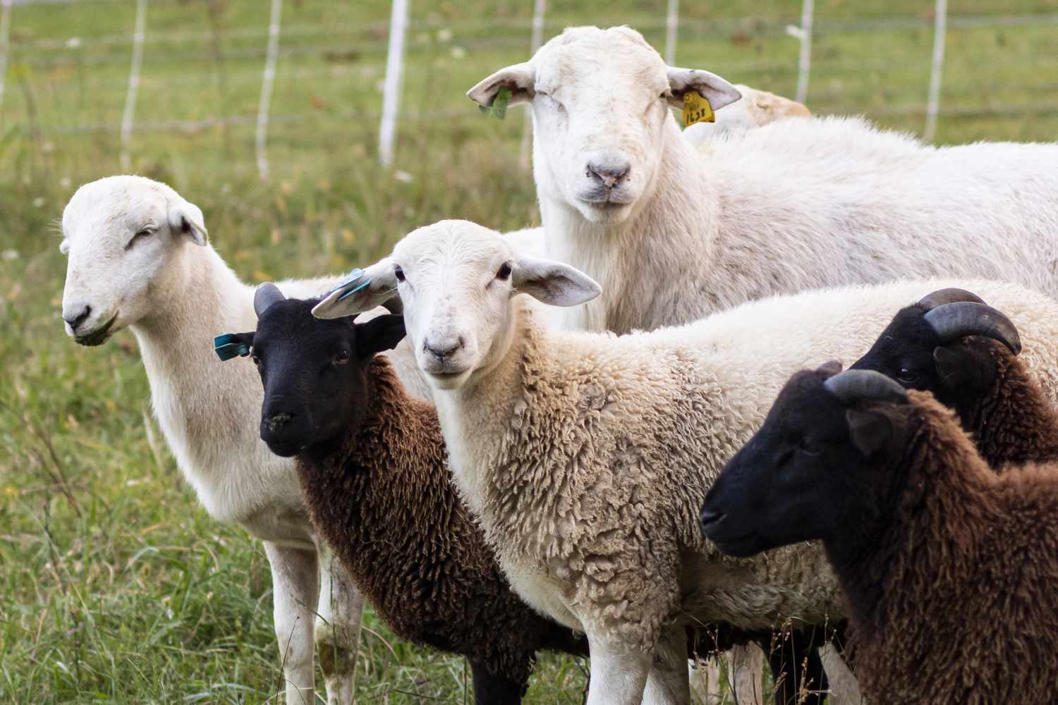 Lamb & Goat Specialists